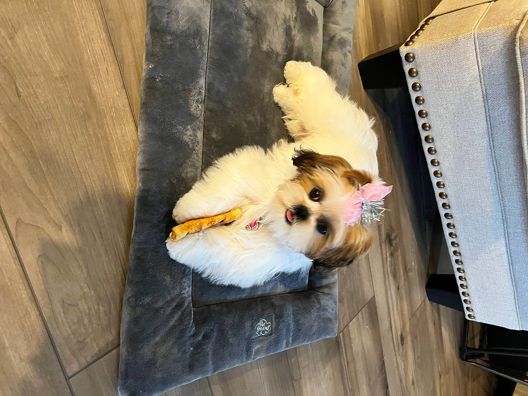 Maggie is registered to the contest to win money with this photo: canidae, carnivore, companion_dog, corgi_chihuahua, dog, dog_breed, dog_supply, fashion_accessory, fawn, fur, hardwood, pet_supply, rectangle, sporting_group, sunglasses, toy, toy_dog, whiskers, wood, working_animal