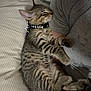 Mars is registered to the contest to win money with this photo: animal, arm, bed, cat, collar, comfort, cozy, cute, feline, fur, indoor, kitten, nap, person, pet, resting, sleeping, striped, tabby, whiskers