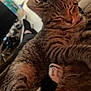 Mars is registered to the contest to win money with this photo: animal, cat, close_up, couch, cozy, cute, domestic, ears, fur, furniture, indoor, living_room, pet, plush_toy, relaxing, resting, sleepy, soft_lighting, tabby, whiskers
