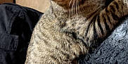 Mars joined the competition — help win amazing prizes! animal, blanket, cat, cozy, cute, domestic, ears, eyes, feline, fur, indoor, mammal, pet, relaxed, resting, smiley_face_stickers, soft, striped, tabby, whiskers