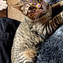 animal, blanket, cat, cozy, cute, domestic, ears, eyes, feline, fur, indoor, mammal, pet, relaxed, resting, smiley_face_stickers, soft, striped, tabby, whiskers