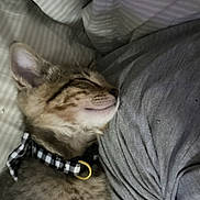 Mars joined the competition — help win amazing prizes! cat, closeup, collar, comfort, companion, cozy, cute, ear, feline, fur, gray_shirt, indoor, kitten, pet, resting, sleeping, striped, tabby, whiskers, young