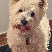 Naya participe au concours pour gagner de l'argent avec cette photo : dog, puppy, fluffy, cream_colored, long_hair, small_dog, portrait, sitting, indoors, pet, companion_animal, black_nose, dark_eyes, pointed_ears, collar, dog_tags, fur, carpet, wood_floor, cute