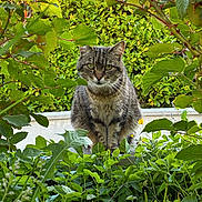 Doobie a rejoint le concours — aidez-le/la à gagner de superbes lots ! animal, bush, cat, closeup, curious, daylight, foliage, garden, greenery, leaves, mammal, nature, outdoor, pet, plants, portrait, sitting, sky, tabby_cat, wildlife