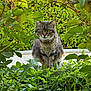 animal, bush, cat, closeup, curious, daylight, foliage, garden, greenery, leaves, mammal, nature, outdoor, pet, plants, portrait, sitting, sky, tabby_cat, wildlife