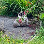 Richesse a rejoint le concours — aidez-le/la à gagner de superbes lots ! cat, blue_eyes, fluffy, garden, flowers, greenery, path, outdoor, nature, plant, foliage, pink_flowers, yellow_flowers, sitting, pet, animal, leaf, shrub, calm, wildlife