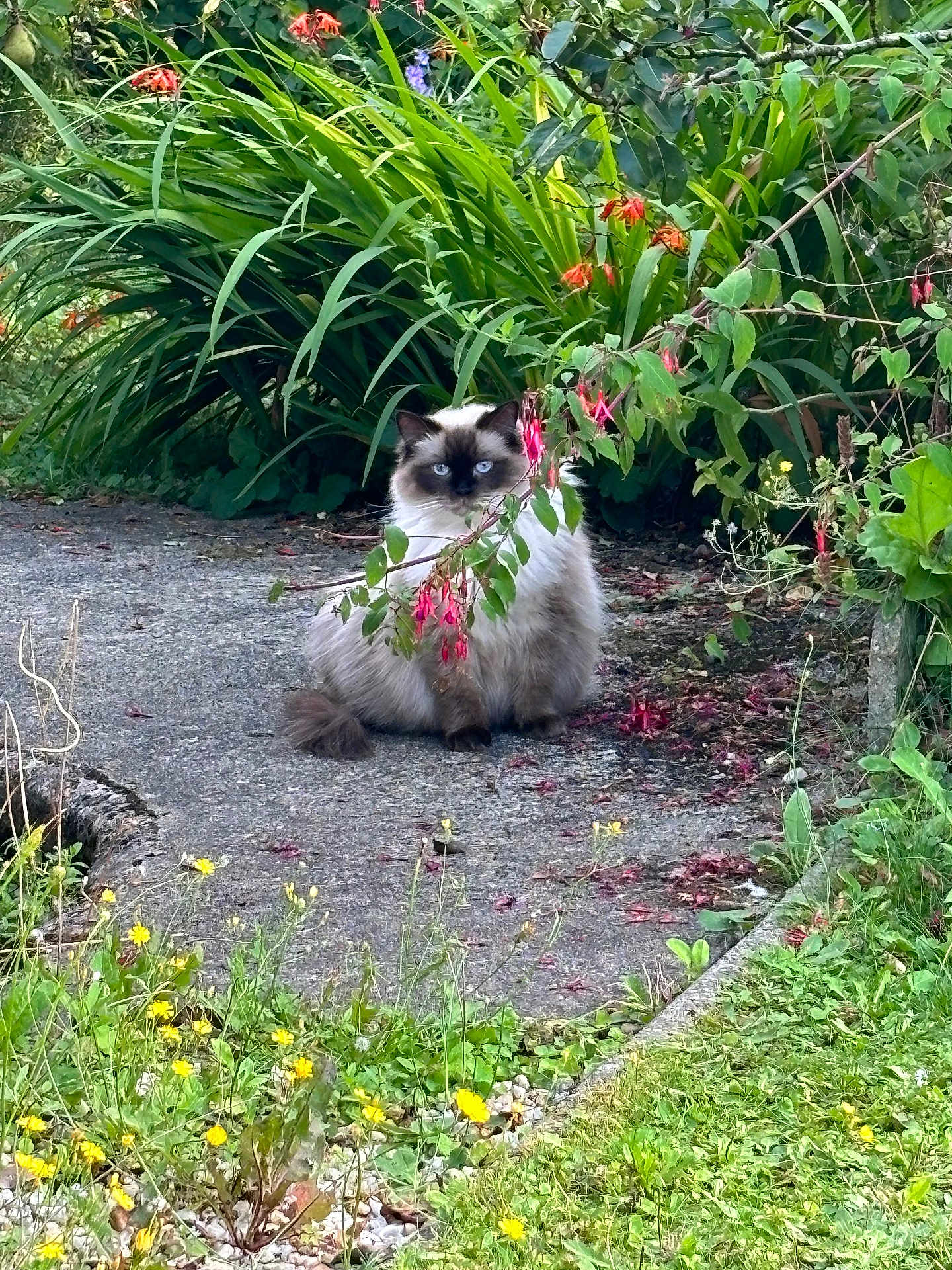 Richesse a rejoint le concours — aidez-le/la à gagner de superbes lots ! cat, blue_eyes, fluffy, garden, flowers, greenery, path, outdoor, nature, plant, foliage, pink_flowers, yellow_flowers, sitting, pet, animal, leaf, shrub, calm, wildlife