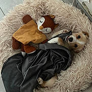 Twilly a rejoint le concours — aidez-le/la à gagner de superbes lots ! dog, stuffed_animal, blanket, bed, floor, tile, plush, cozy, cute, pet, animal, indoor, resting, snuggled, soft, toy, companion, fur, playful, relaxed