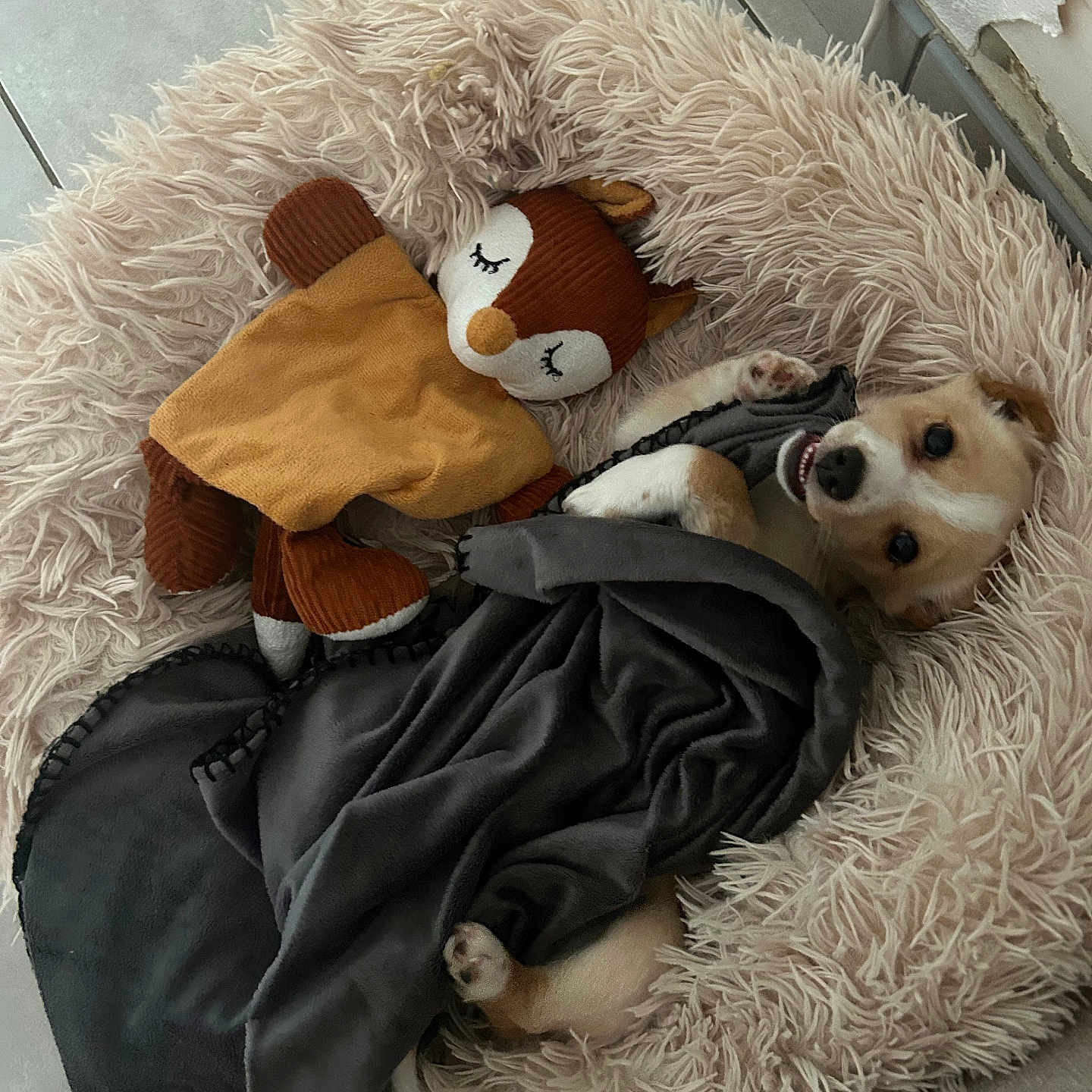 Twilly a rejoint le concours — aidez-le/la à gagner de superbes lots ! animal, bed, blanket, companion, cozy, cute, dog, floor, fur, indoor, pet, playful, plush, relaxed, resting, snuggled, soft, stuffed_animal, tile, toy
