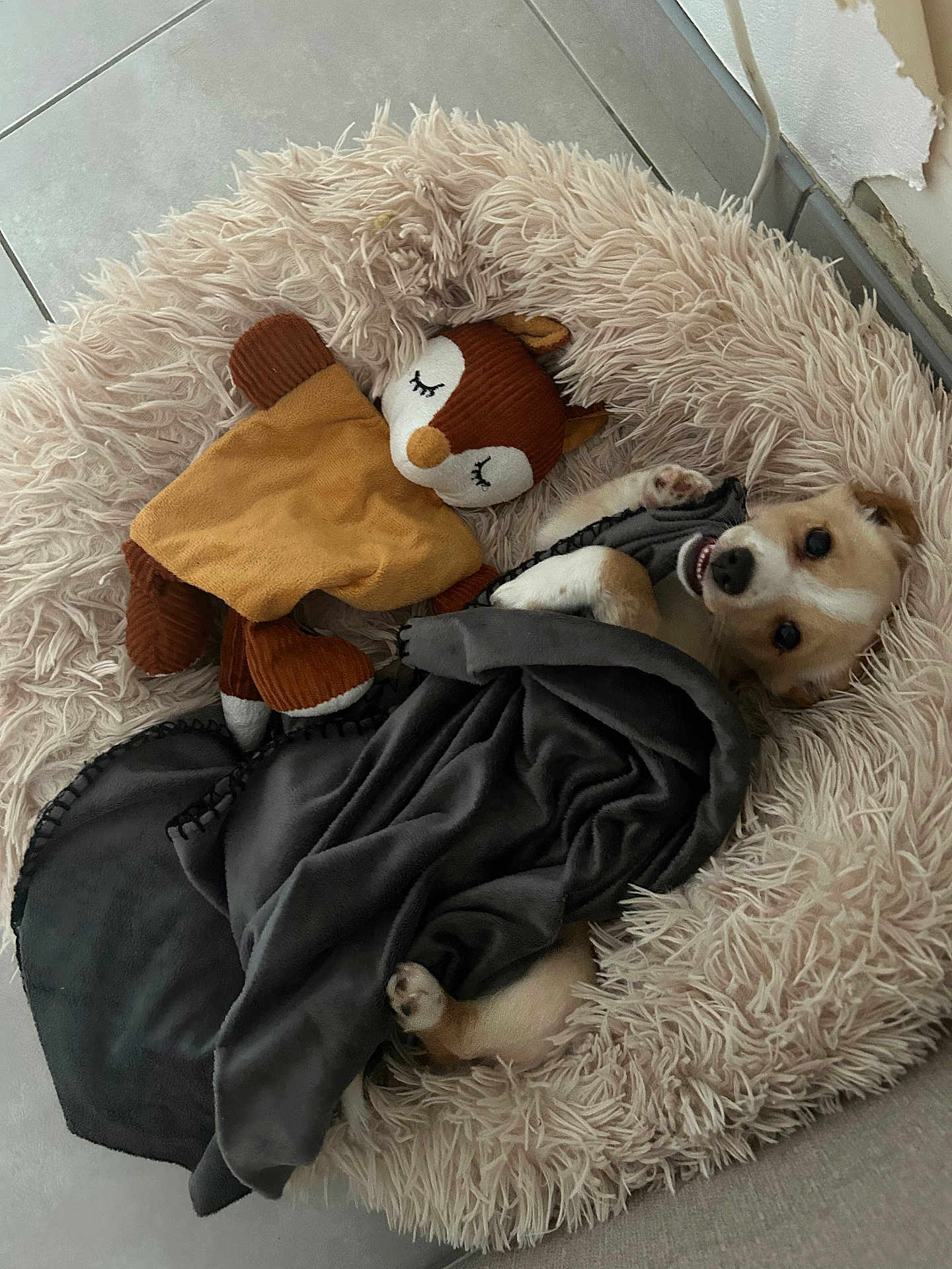 Twilly a rejoint le concours — aidez-le/la à gagner de superbes lots ! dog, stuffed_animal, blanket, bed, floor, tile, plush, cozy, cute, pet, animal, indoor, resting, snuggled, soft, toy, companion, fur, playful, relaxed