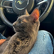 Angel joined the competition — help win amazing prizes! cat, kitten, gray_cat, fur, whiskers, ear, steering_wheel, mustang_logo, car_interior, dashboard, denim, lap, pet, portrait, close_up, sitting, cozy, sunlight, automobile, paw