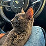 cat, kitten, gray_cat, fur, whiskers, ear, steering_wheel, mustang_logo, car_interior, dashboard, denim, lap, pet, portrait, close_up, sitting, cozy, sunlight, automobile, paw