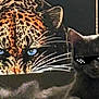 Angel joined the competition — help win amazing prizes! cat, gray_cat, sunglasses_overlay, pixel_sunglasses, leopard_mural, leopard, painting, wall_art, artwork, eyes, blue_eyes, whiskers, furniture, couch, indoor, shadow, portrait, closeup, pet, funny