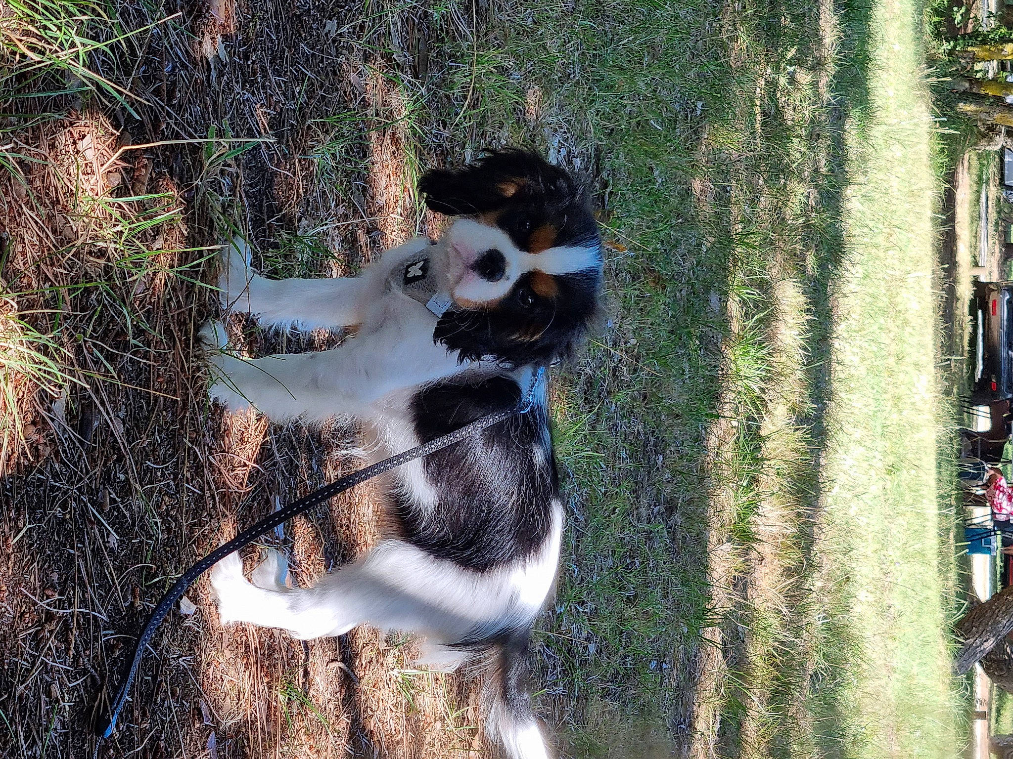 Skyla participe au concours pour gagner de l'argent avec cette photo : companion_dog, dog_breed, fawn, fur, grass, lemur, plant, recreation, shadow, snout, soil, sporting_group, tail, terrestrial_animal, tree, trunk, twig, whiskers, wildlife, wood