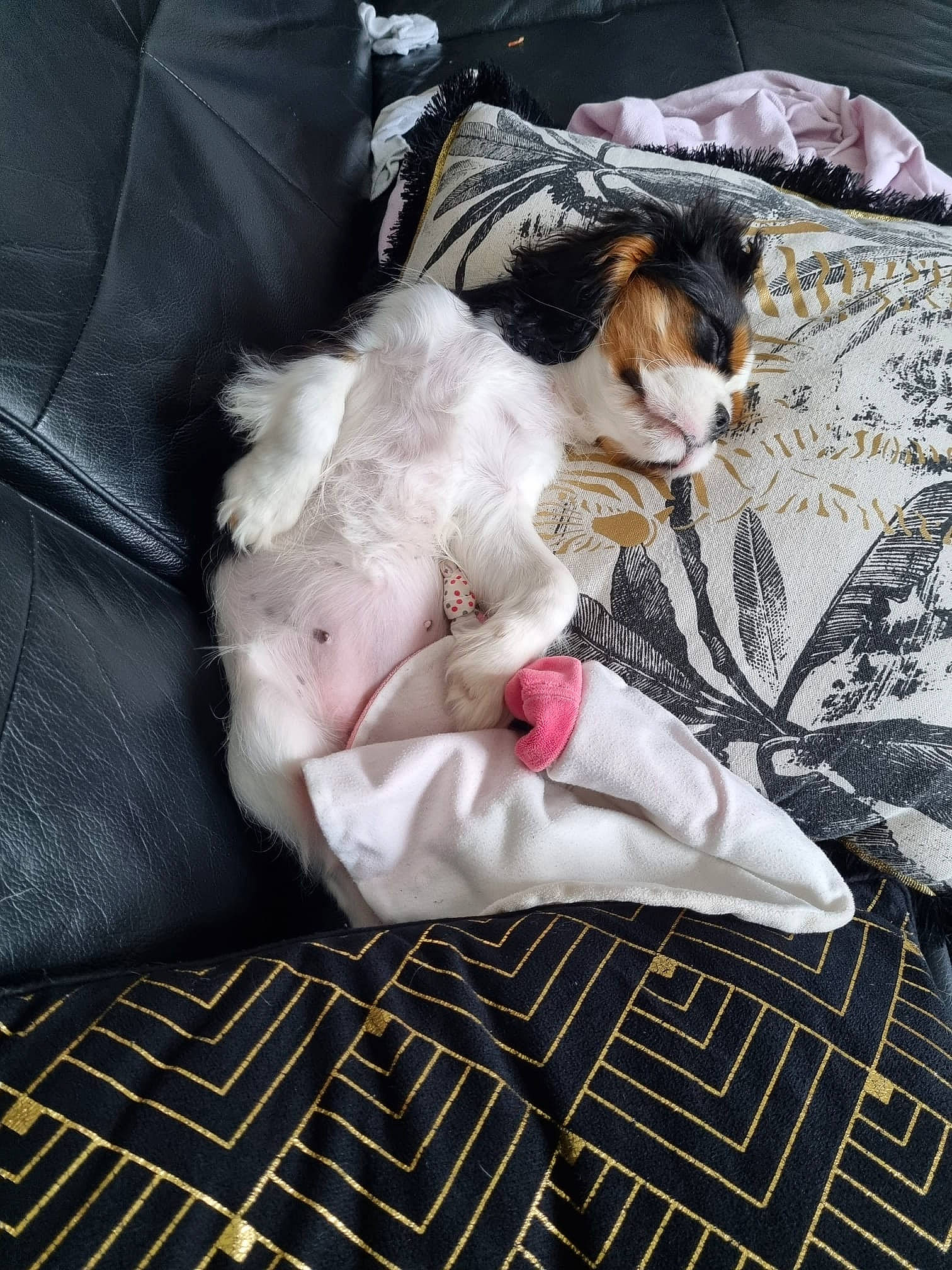 Skyla participe au concours pour gagner de l'argent avec cette photo : bedding, canidae, carnivore, cat, comfort, companion_dog, couch, dog, dog_breed, duvet, fawn, felidae, fur, linens, pattern, paw, small_to_medium_sized_cats, sporting_group, textile, whiskers