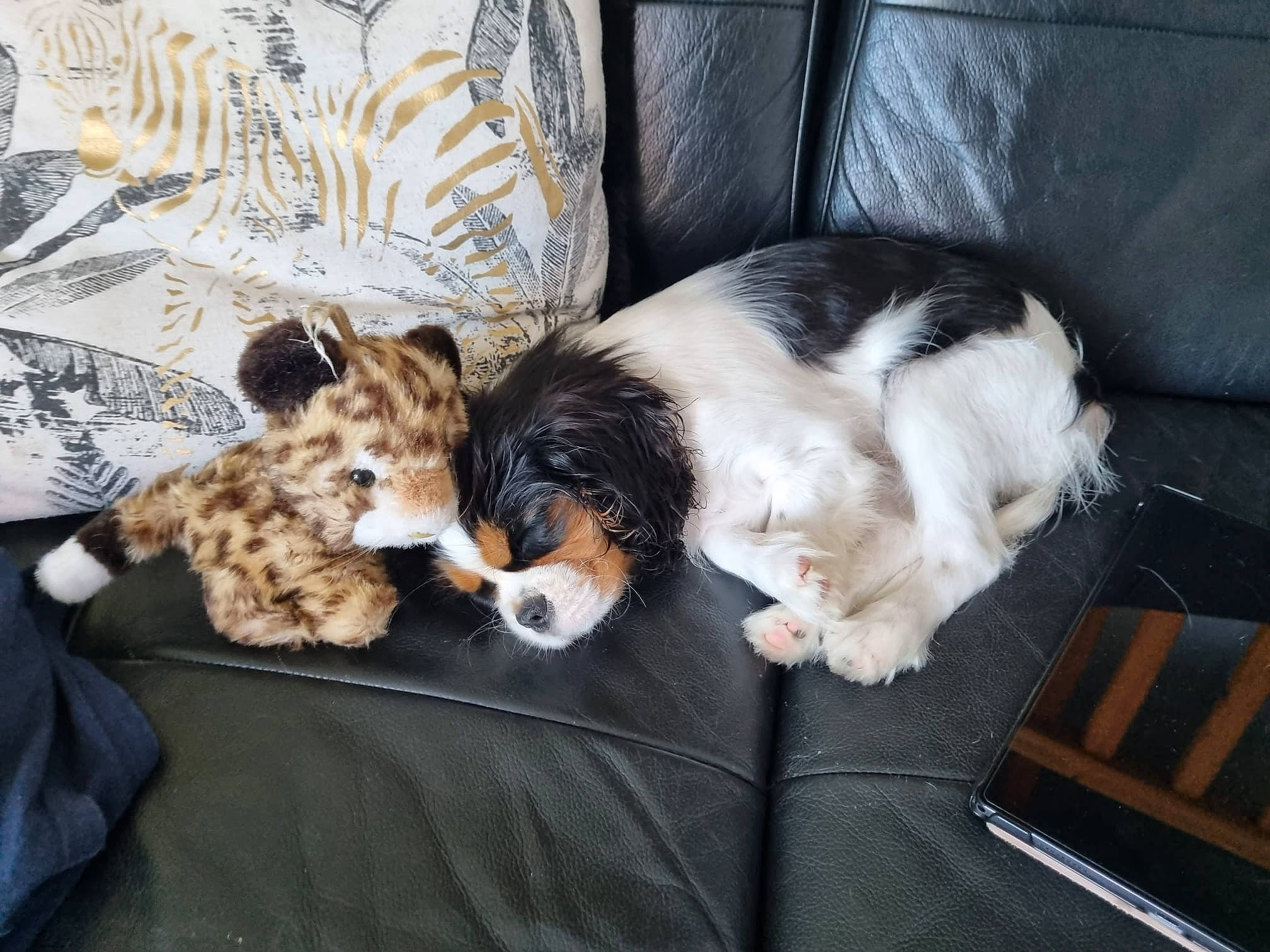 Skyla participe au concours pour gagner de l'argent avec cette photo : canidae, carnivore, cavalier_king_charles_spaniel, comfort, companion_dog, couch, dog, dog_breed, felidae, foot, fur, lap, mammal, paw, small_to_medium_sized_cats, spaniel, tail, toy, toy_dog, whiskers