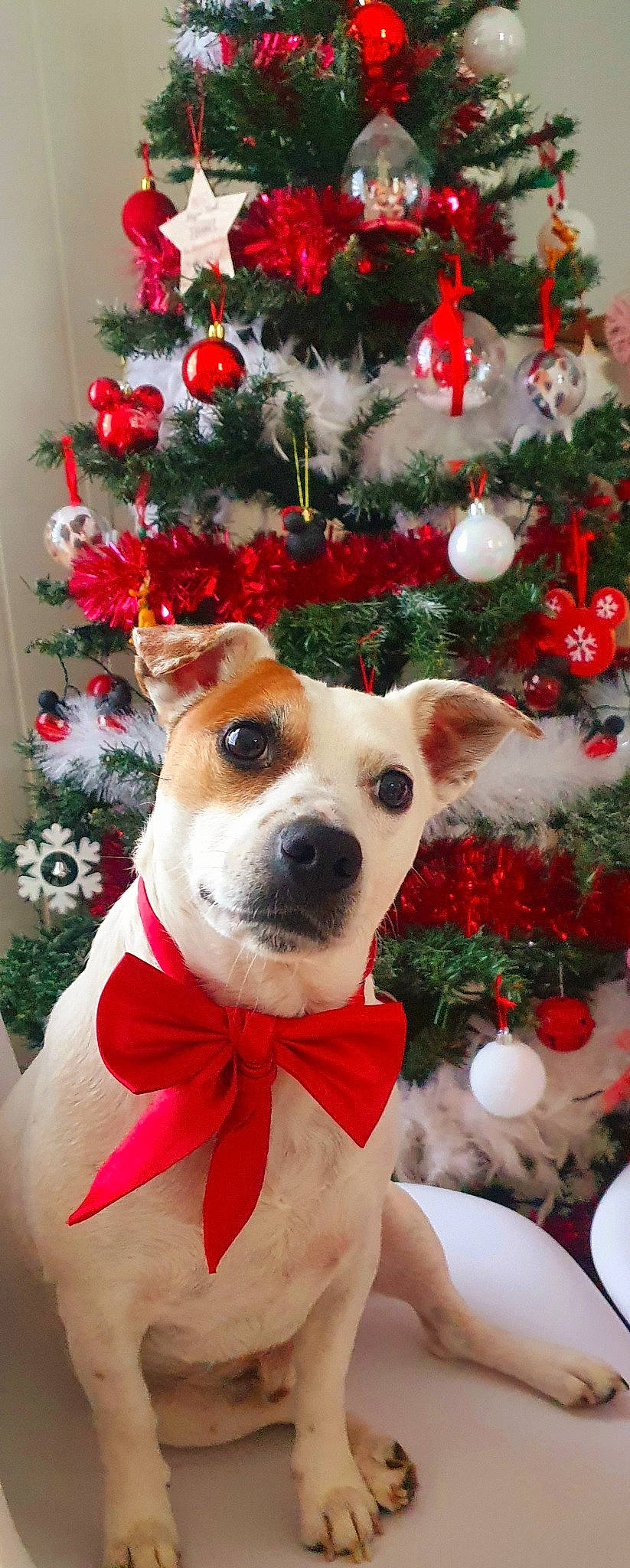 Mougly a rejoint le concours — aidez-le/la à gagner de superbes lots ! akita, ancient_dog_breeds, canidae, carnivore, christmas, christmas_decoration, christmas_eve, christmas_ornament, christmas_tree, companion_dog, dog, dog_breed, fawn, holiday, interior_design, mammal, rare_breed_dog, shiba_inu
