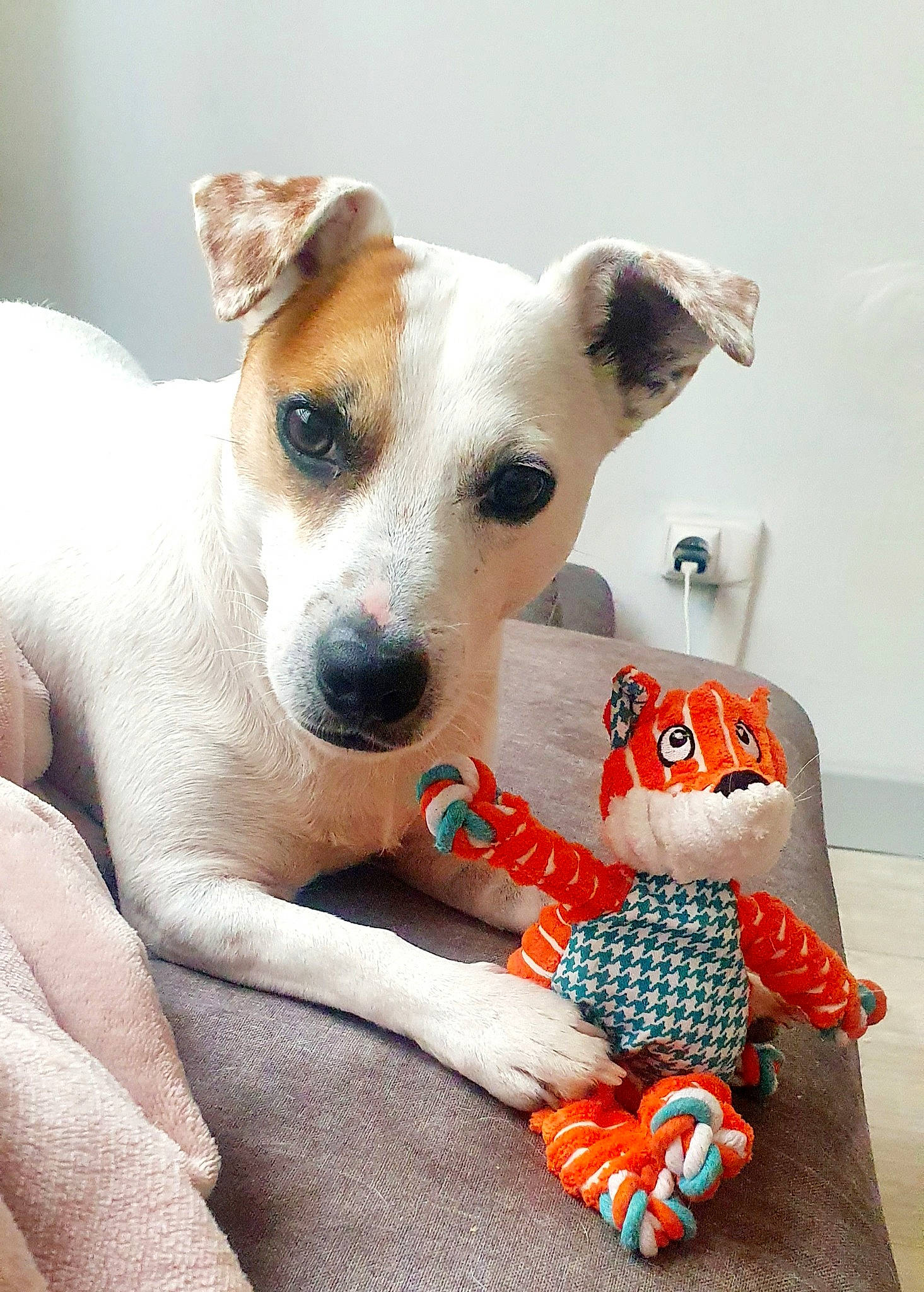 Mougly participe au concours pour gagner de l'argent avec cette photo : ancient_dog_breeds, canidae, carnivore, companion_dog, dog, dog_breed, fawn, jack_russell_terrier, mammal, miniature_fox_terrier, parson_russell_terrier, puppy, russell_terrier, snout, terrier, vertebrate