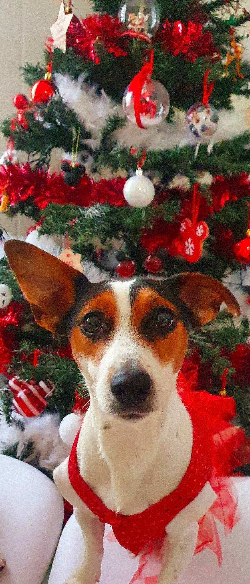 Ohana a rejoint le concours — aidez-le/la à gagner de superbes lots ! brazilian_terrier, canidae, carnivore, christmas_decoration, christmas_ornament, christmas_tree, companion_dog, dog, dog_breed, jack_russell_terrier, mammal, miniature_fox_terrier, parson_russell_terrier, rare_breed_dog, rat_terrier, russell_terrier, teddy_roosevelt_terrier, tenterfield_terrier, terrier, vertebrate