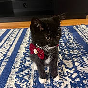 Coco Chanel is registered to the contest to win money with this photo: kitten, cat, black_cat, white_paws, bow_tie, red_bow, indoor, rug, patterned_rug, blue_rug, white_rug, curious, small, pet, animal, cute, whiskers, fur, floor, domestic_cat