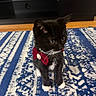 kitten, cat, black_cat, white_paws, bow_tie, red_bow, indoor, rug, patterned_rug, blue_rug, white_rug, curious, small, pet, animal, cute, whiskers, fur, floor, domestic_cat