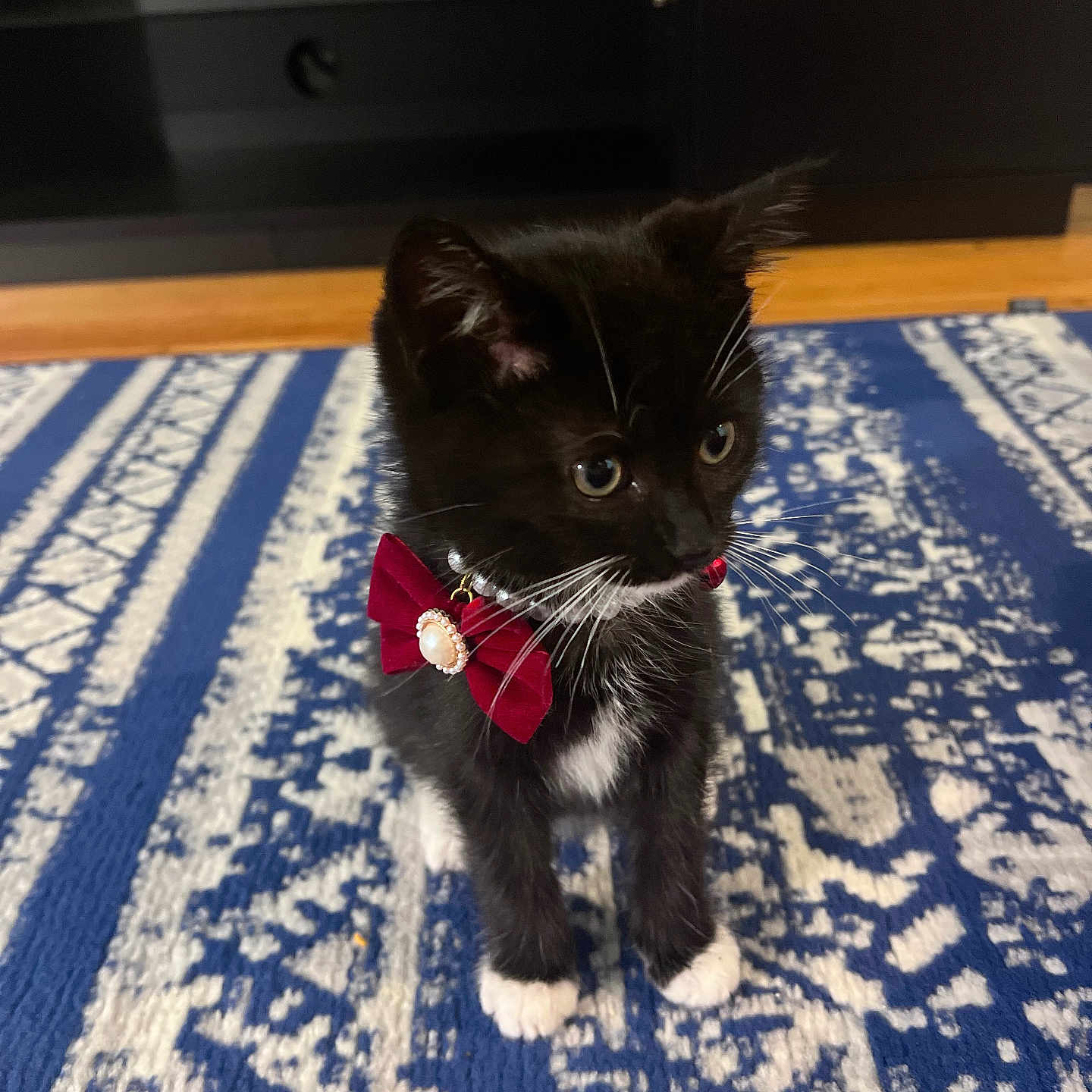 Coco Chanel is registered to the contest to win money with this photo: kitten, cat, black_cat, white_paws, bow_tie, red_bow, indoor, rug, patterned_rug, blue_rug, white_rug, curious, small, pet, animal, cute, whiskers, fur, floor, domestic_cat