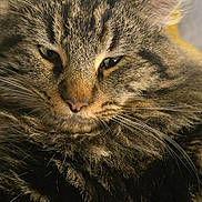Chat a rejoint le concours — aidez-le/la à gagner de superbes lots ! abyssinian, angora, animal, brasssection, cat, horn, kitten, manx, musicalinstrument, person, pet, sleeping, snout