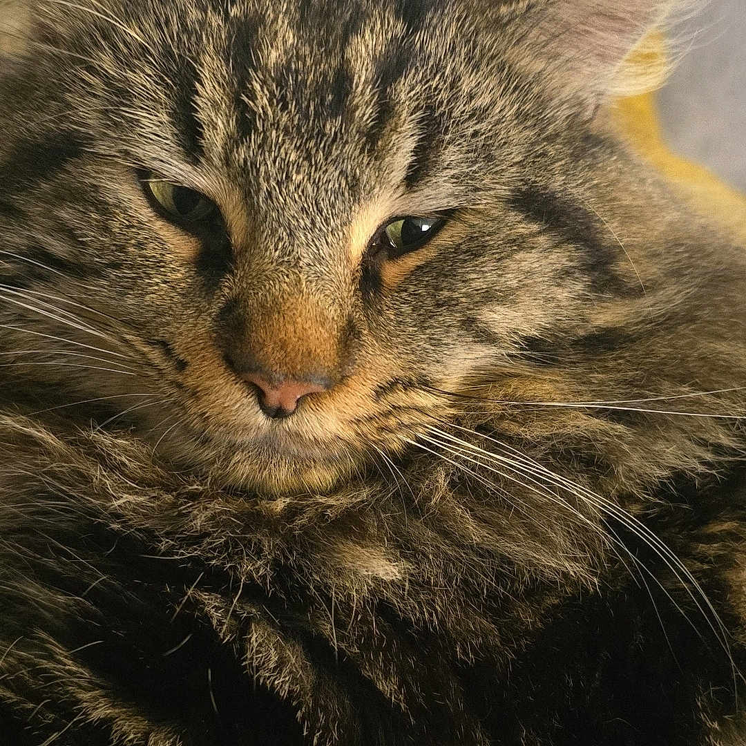 Chat