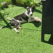 César a rejoint le concours — aidez-le/la à gagner de superbes lots ! dog, black_and_white, grass, sunlight, outdoor, garden, pet, relaxing, furniture, shadows, greenery, canine, backyard, summer, nature, animal, resting, daylight, leisure, domestic