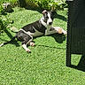 dog, black_and_white, grass, sunlight, outdoor, garden, pet, relaxing, furniture, shadows, greenery, canine, backyard, summer, nature, animal, resting, daylight, leisure, domestic