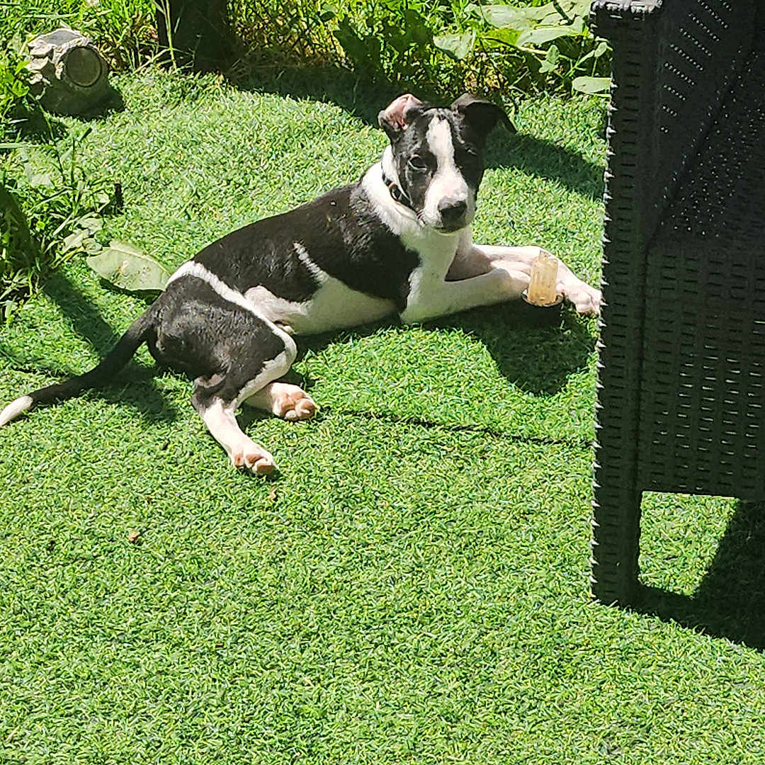 César