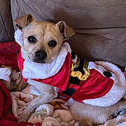 Reese is registered to the contest to win money with this photo: dog, small_dog, santa_outfit, holiday_costume, blanket, cozy, cute, pet, animal, indoors, fur, brown_dog, christmas, festive, resting, couch, relaxed, portrait, looking_at_camera, canine