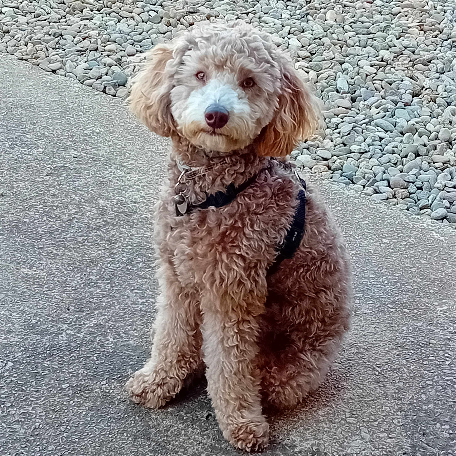 Cioky participe au concours pour gagner de l'argent avec cette photo : accessories, airedale, animal, canine, cockerspaniel, dog, gravel, leash, path, pebble, pet, poodle, puppy, road, slate, strap, tarmac, terrier, walkway