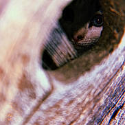 Cali joined the competition — help win amazing prizes! cat, animal, peeking, eyes, nose, texture, tunnel, cozy, fur, curious, closeup, shadow, hidden, mystery, soft, indoor, pet, whiskers, face, portrait