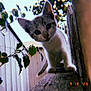 Cali is registered to the contest to win money with this photo: kitten, cat, curious, wooden_ledge, outdoors, leaves, fence, animal, pet, young, close_up, nature, exploring, whiskers, ears, fur, playful, daylight, vintage, timestamp