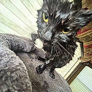 Mia joined the competition — help win amazing prizes! cat, wet, black_cat, yellow_eyes, pet, animal, indoor, blanket, fur, curious, close_up, feline, cozy, looking_at_camera, texture, window, home, portrait, whiskers, paws