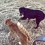 cat, dog, animal, outdoor, grass, playful, pet, fur, tail, nature, interaction, brown, black, orange, walking, curious, mammal, domestic, friendship, field
