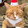 cat, ginger_cat, white_paws, santa_hat, holiday, resting, indoor, feline, pet, cute, sleepy, fur, whiskers, closeup, couch, patterned_fabric, relaxed, domestic_animal, orange_tabby, animal_portrait