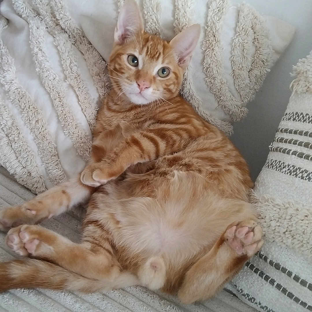 Garfield a rejoint le concours — aidez-le/la à gagner de superbes lots ! abyssinian, animal, architecture, bed, bedroom, blanket, cat, couch, cushion, furniture, homedecor, indoors, kitten, linen, manx, person, pet, pillow, room, sleeping