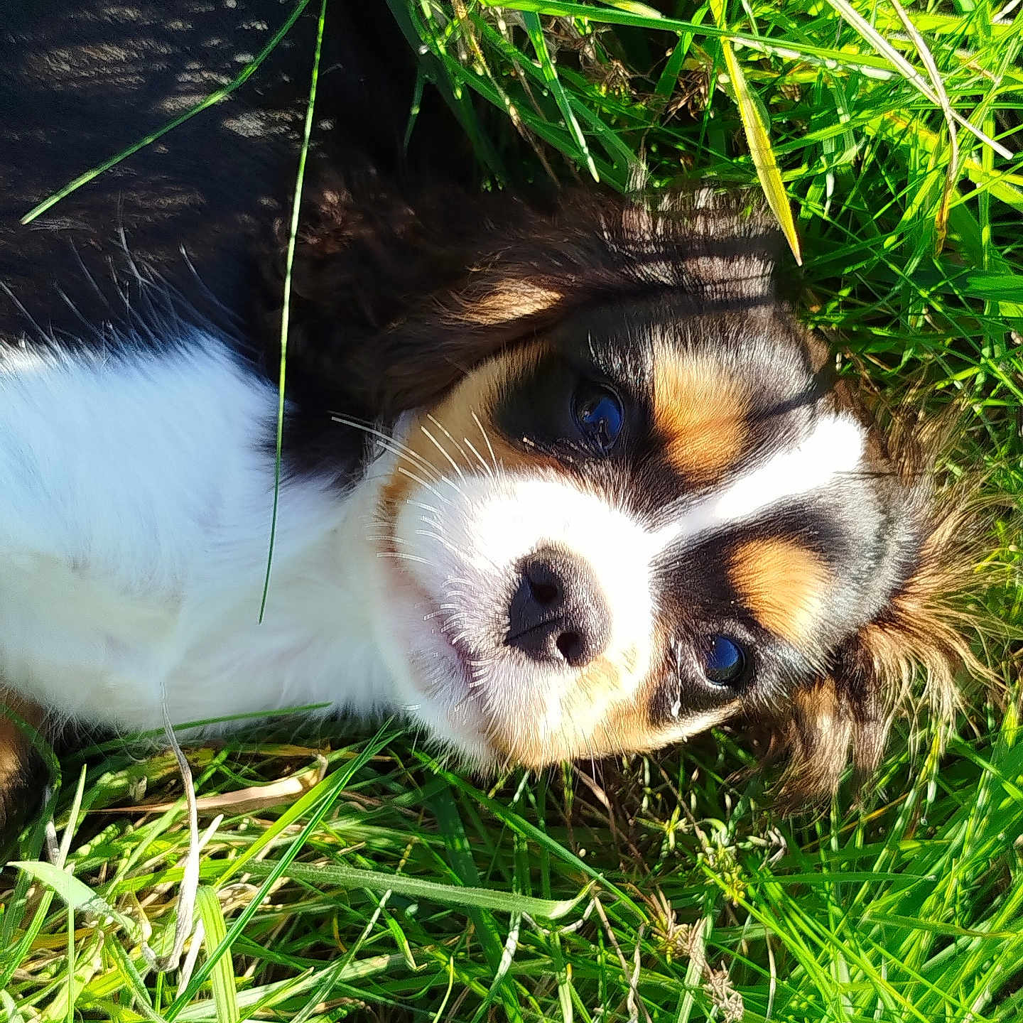 Olympe a rejoint le concours — aidez-le/la à gagner de superbes lots ! animal, beagle, canine, chihuahua, cockerspaniel, dog, field, grass, grassland, green, hound, husky, lawn, nature, outdoors, papillon, pet, plant, puppy, terrier