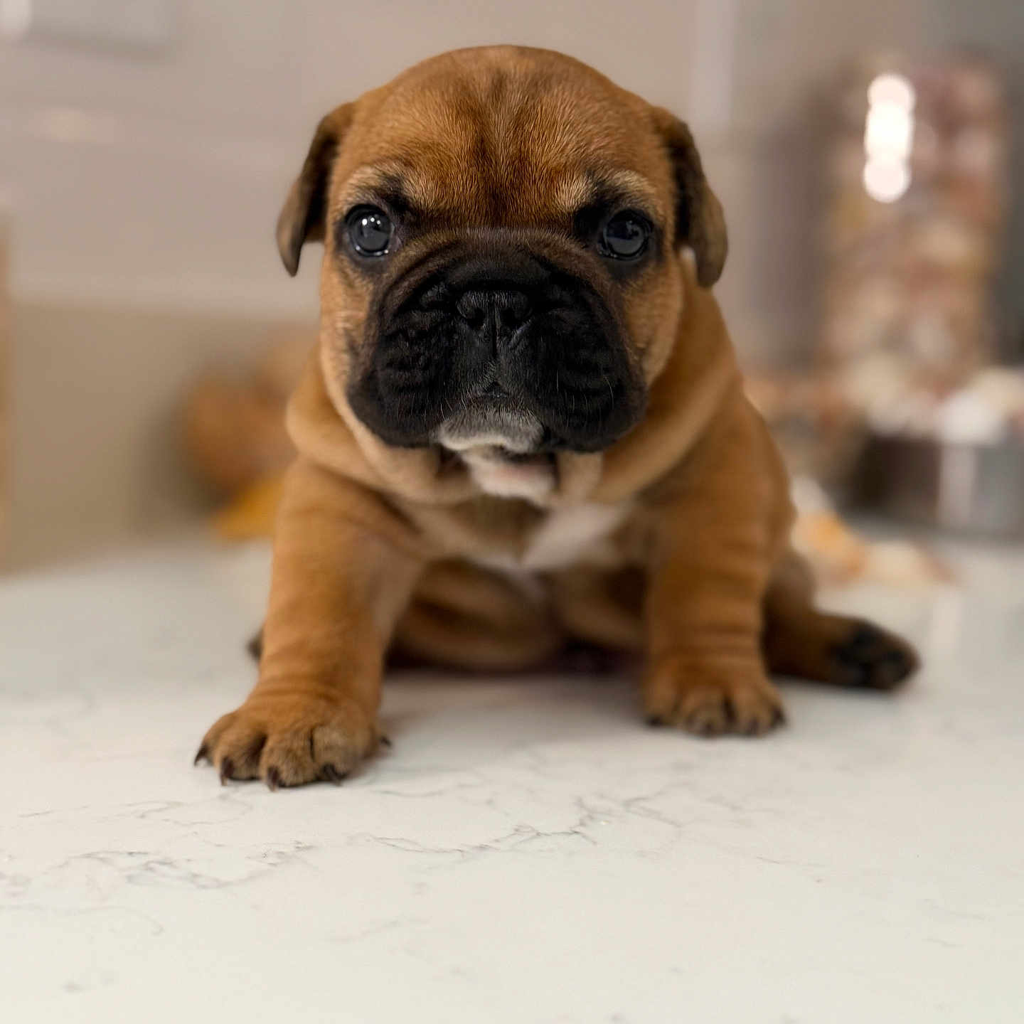Cookie Dough joined the competition — help win amazing prizes! animal, background_blur, black_nose, brown, canine, close_up, cute, dog, domestic, ears, face, indoor, legs, marble_surface, pet, portrait, puppy, sitting, wrinkles, young