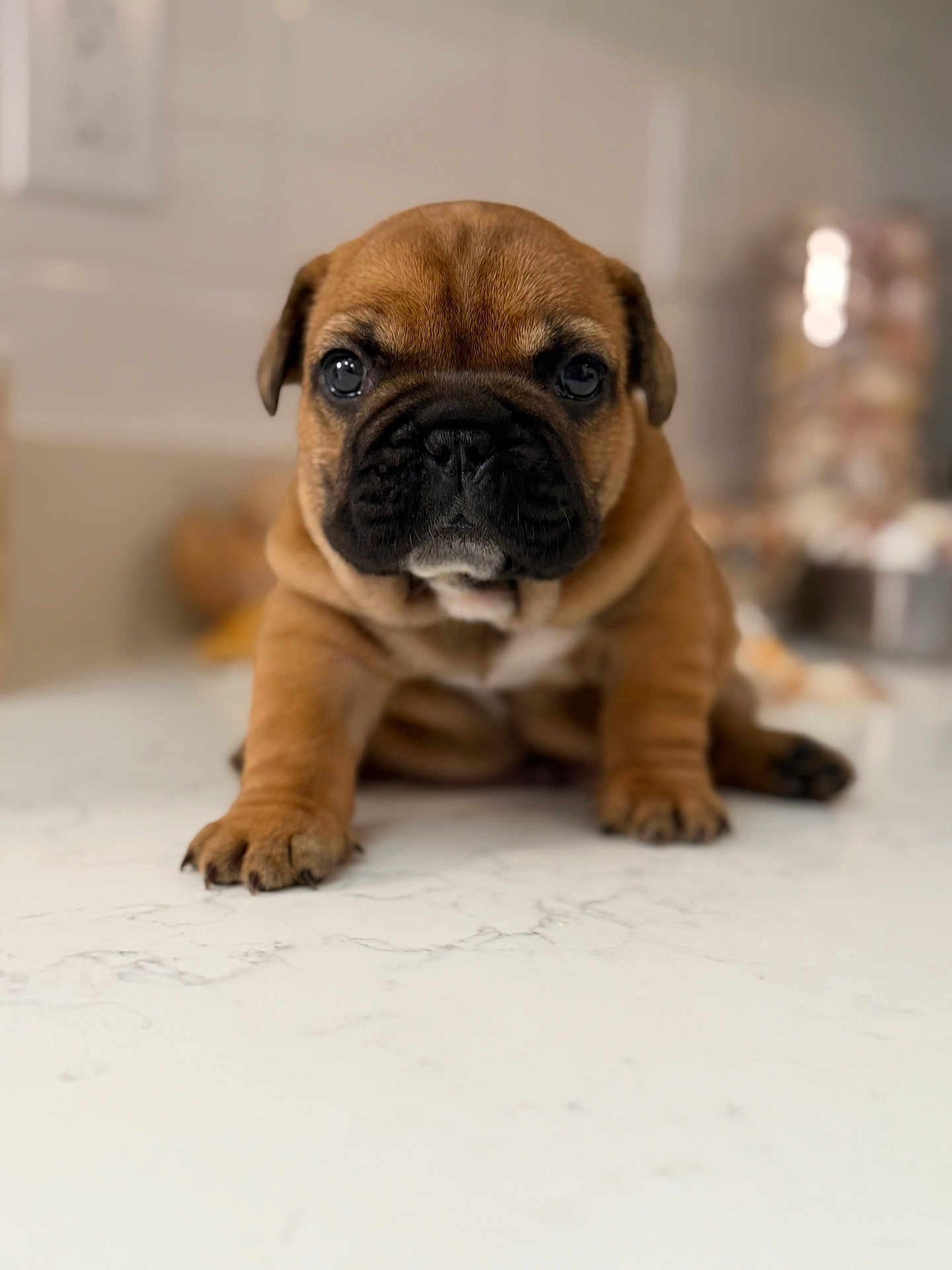 Cookie Dough joined the competition — help win amazing prizes! puppy, dog, brown, close_up, indoor, marble_surface, cute, pet, young, animal, portrait, sitting, face, wrinkles, black_nose, ears, legs, background_blur, domestic, canine