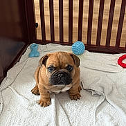 Cookie Dough joined the competition — help win amazing prizes! puppy, dog, brown, towel, toy, playpen, indoor, pet, cute, small, young, animal, fur, chew_toy, wooden, floor, looking, sitting, face, wrinkles