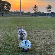 Rocky is registered to the contest to win money with this photo: dog, french_bulldog, soccer_ball, grass, field, sunset, sky, outdoor, pet, animal, play, leash, harness, nature, sport, tree, palm_tree, recreation, daylight, standing