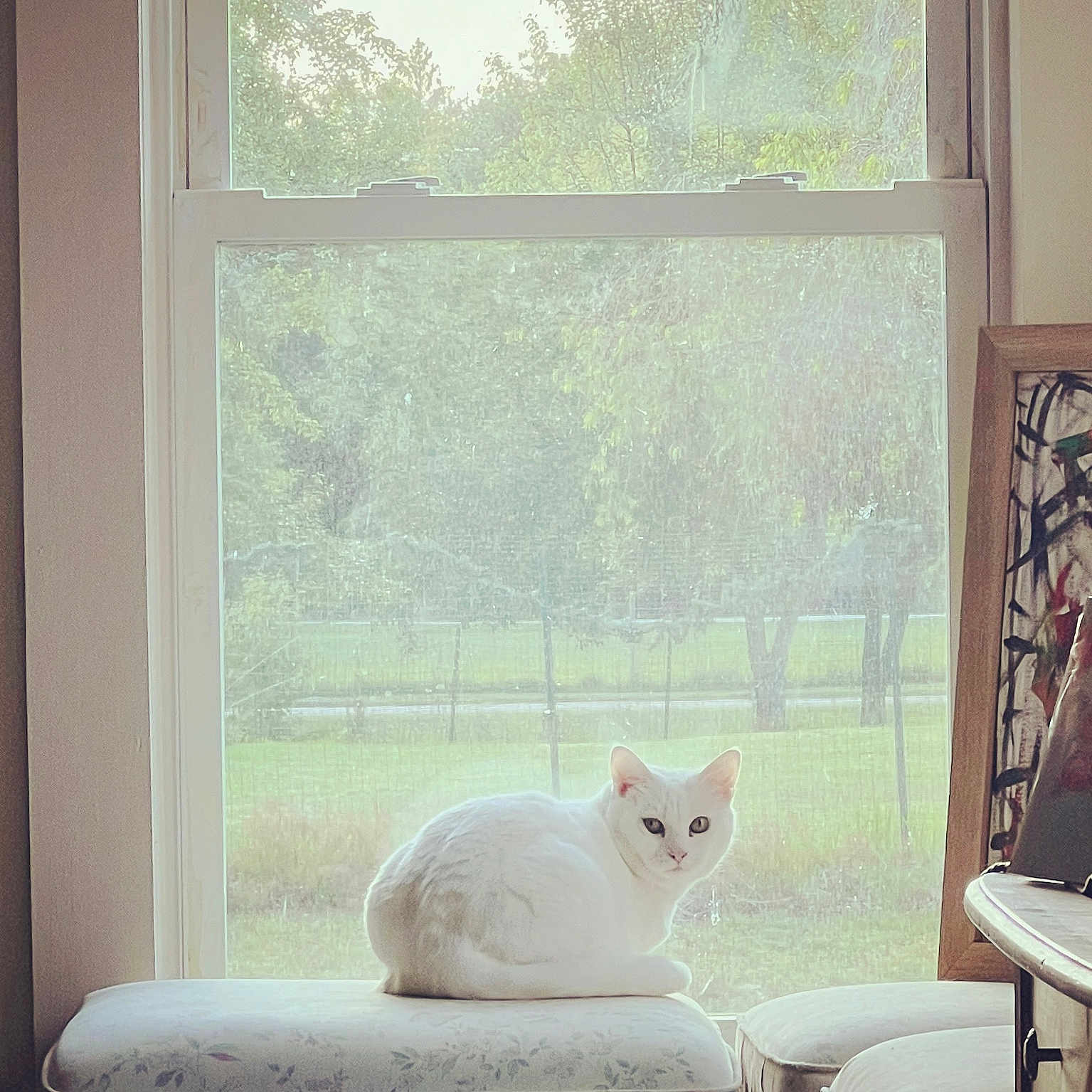 Kiki joined the competition — help win amazing prizes! angora, animal, cat, couch, cushion, furniture, homedecor, kitten, manx, pet, picturewindow, texture, white, window, windowsill