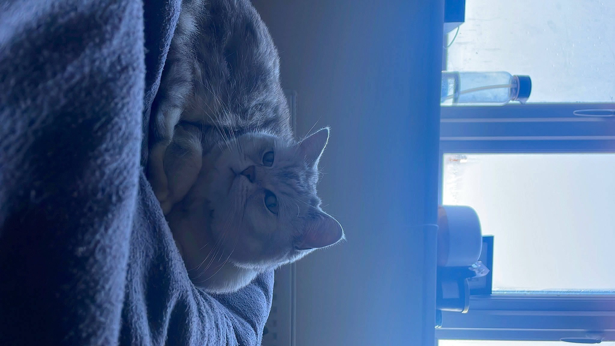 Cleo is registered to the contest to win money with this photo: art, beard, blue, carnivore, cat, comfort, domestic_short_haired_cat, electric_blue, felidae, fur, glass, grey, room, sculpture, sky, sleeve, small_to_medium_sized_cats, snout, whiskers, window