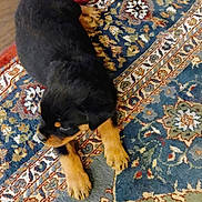 Panzer is registered to the contest to win money with this photo: puppy, rottweiler, dog, animal, pet, indoor, carpet, pattern, floor, fur, black, brown, cute, young, laying_down, paws, looking_away, cozy, home, curious
