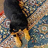 puppy, rottweiler, dog, animal, pet, indoor, carpet, pattern, floor, fur, black, brown, cute, young, laying_down, paws, looking_away, cozy, home, curious