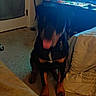 Panzer joined the competition — help win amazing prizes! dog, indoor, carpet, bed, table, tongue, blur, furniture, door, pet, animal, living_room, household, floor, canine, sitting, black, brown, collar, home