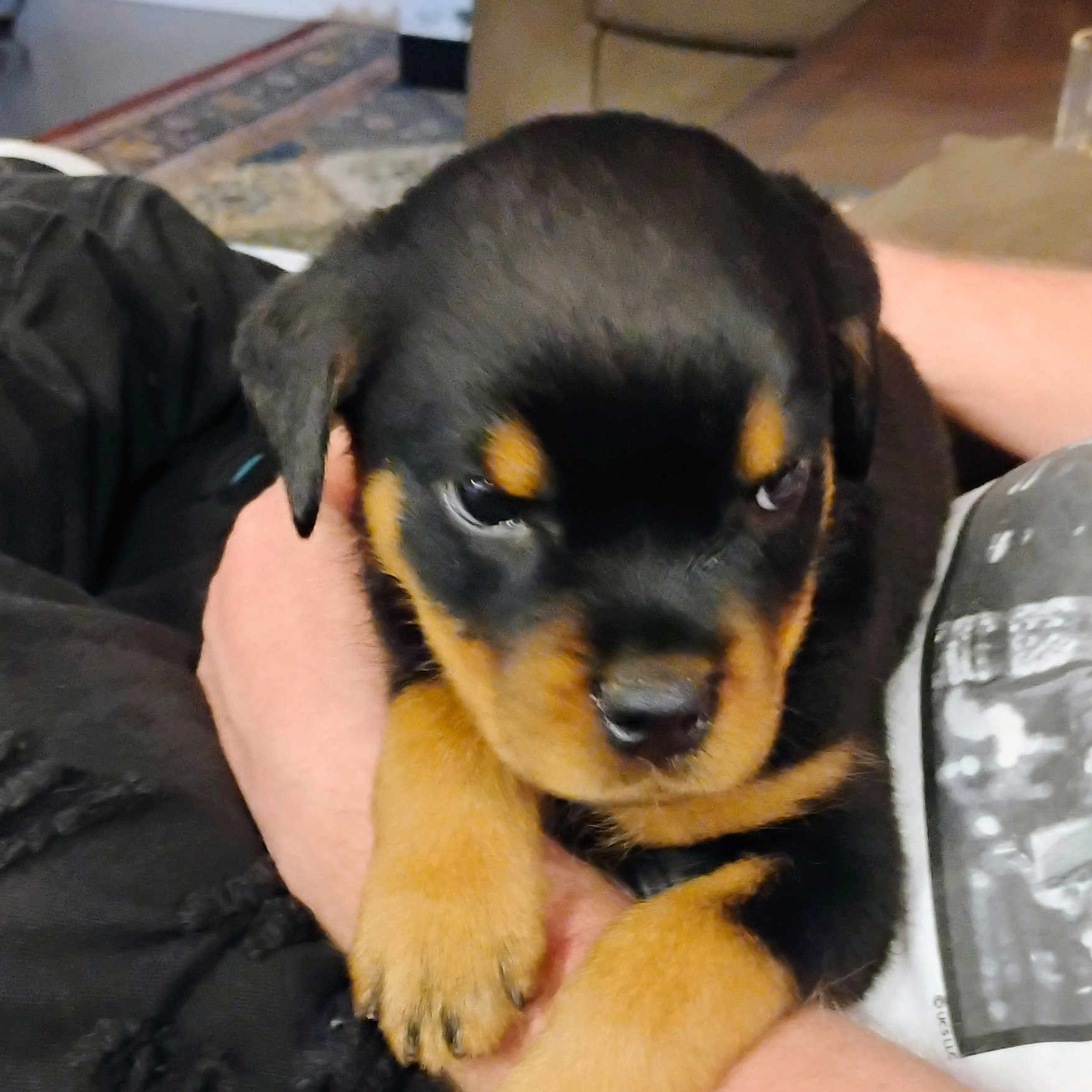 Panzer joined the competition — help win amazing prizes! puppy, rottweiler, dog, pet, cute, animal, hands, indoor, cozy, fur, black_and_tan, young, sleepy, holding, close_up, adorable, portrait, small, companion, domestic